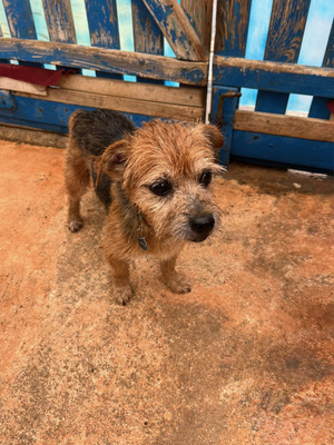 MICKY, Yorki-Mischling - Rüde
