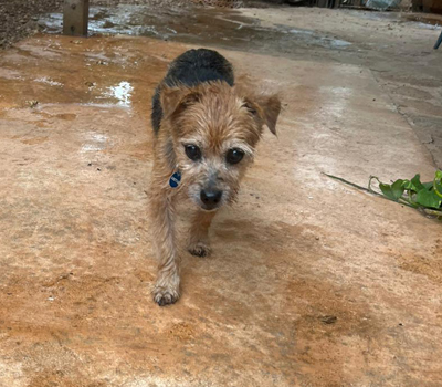 MICKY, Yorki-Mischling - Rüde