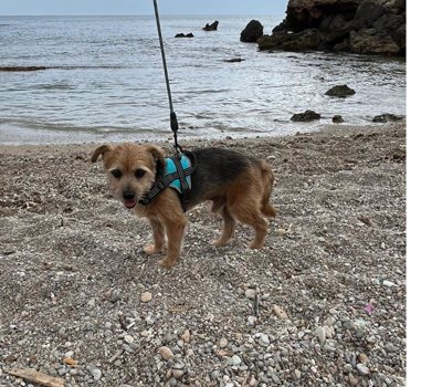 MICKY, Yorki-Mischling - Rüde