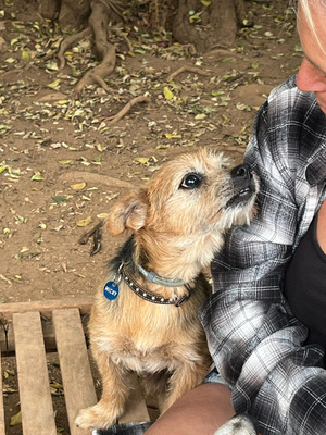 MICKY, Yorki-Mischling - Rüde