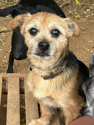 MICKY, Yorki-Mischling - Rüde