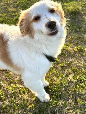 MIGA, Spitz/Cavaliermix - Hündin