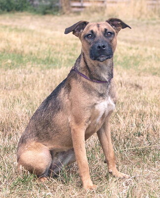 MIKA - aufgeweckt und sehr lieb, kuschelt gern, lebhaft, verspielt, gelehrig, neugierig