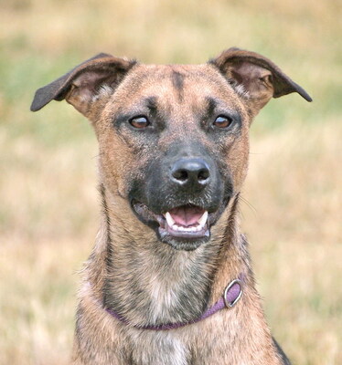 MIKA - aufgeweckt und sehr lieb, kuschelt gern, lebhaft, verspielt, gelehrig, neugierig, Mischling - Betreuungsplatz Wien - Hündin
