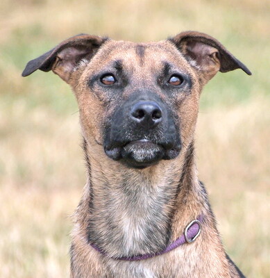MIKA - aufgeweckt und sehr lieb, kuschelt gern, lebhaft, verspielt, gelehrig, neugierig, Mischling - Betreuungsplatz Wien - Hündin