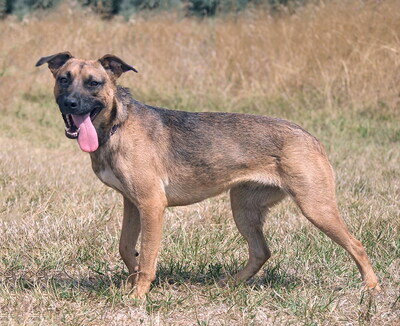MIKA - aufgeweckt und sehr lieb, kuschelt gern, lebhaft, verspielt, gelehrig, neugierig, Mischling - Betreuungsplatz Wien - Hündin