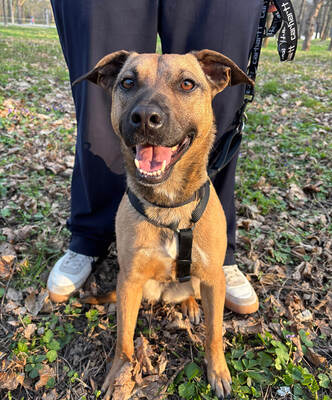 MIKA - aufgeweckt und sehr lieb, kuschelt gern, lebhaft, verspielt, gelehrig, neugierig