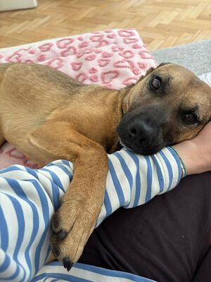 MIKA - aufgeweckt und sehr lieb, kuschelt gern, lebhaft, verspielt, gelehrig, neugierig, Mischling - Betreuungsplatz Wien - Hündin