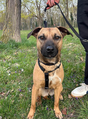 MIKA - aufgeweckt und sehr lieb, kuschelt gern, lebhaft, verspielt, gelehrig, neugierig, Mischling - Betreuungsplatz Wien - Hündin
