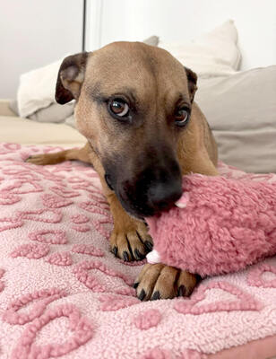 MIKA - aufgeweckt und sehr lieb, kuschelt gern, lebhaft, verspielt, gelehrig, neugierig, Mischling - Betreuungsplatz Wien - Hündin