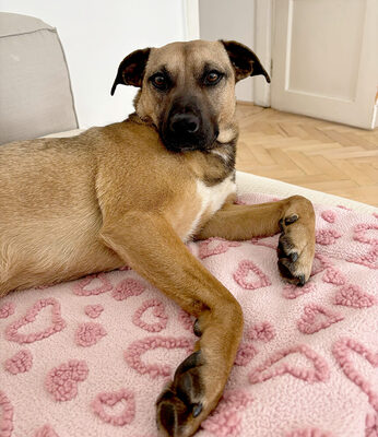 MIKA - aufgeweckt und sehr lieb, kuschelt gern, lebhaft, verspielt, gelehrig, neugierig, Mischling - Betreuungsplatz Wien - Hündin