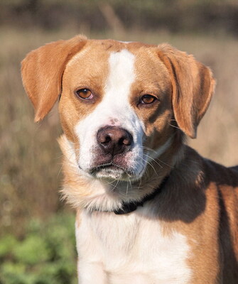 MIKI - sehr freundlich, aufgeschlossen, fröhlich, neugierig, lebhaft, manchmal ein bisschen dickköpfig, Beagle Mischling - Rüde