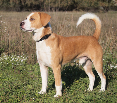 MIKI - sehr freundlich, aufgeschlossen, fröhlich, neugierig, lebhaft, manchmal ein bisschen dickköpfig, Beagle Mischling - Rüde