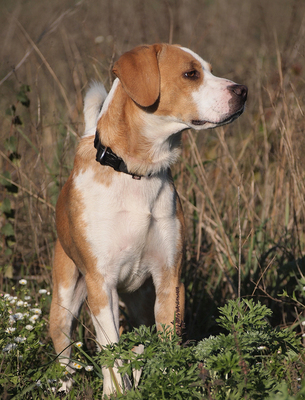 MIKI - sehr freundlich, aufgeschlossen, fröhlich, neugierig, lebhaft, manchmal ein bisschen dickköpfig, Beagle Mischling - Rüde