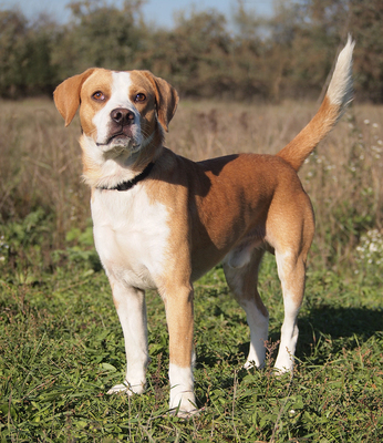 MIKI - sehr freundlich, aufgeschlossen, fröhlich, neugierig, lebhaft, manchmal ein bisschen dickköpfig, Beagle Mischling - Rüde