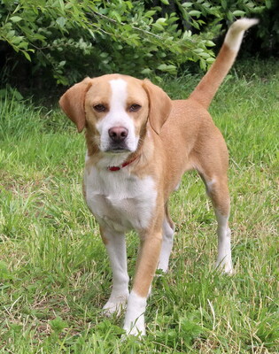 MIKI - sehr freundlich, aufgeschlossen, fröhlich, neugierig, lebhaft, manchmal ein bisschen dickköpfig, Beagle Mischling (Video auf HP) - Rüde