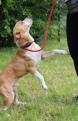 MIKI - sehr freundlich, aufgeschlossen, fröhlich, neugierig, lebhaft, manchmal ein bisschen dickköpfig, Beagle Mischling (Video auf HP) - Rüde