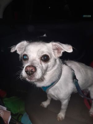 MIKY 8, Chihuahuamischling - Rüde