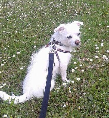 MIKY, Chihuahuamix - Rüde