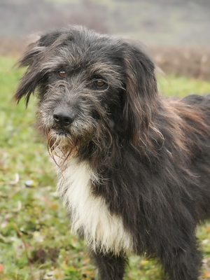 MILA - R E S E R V I E R T !!!!! freundlich, zugänglich, wird gern gestreichelt, aktiv