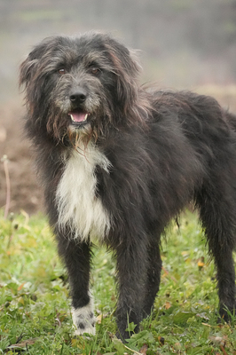 MILA - R E S E R V I E R T !!!!! freundlich, zugänglich, wird gern gestreichelt, aktiv, Mischling (Video auf HP) - Hündin