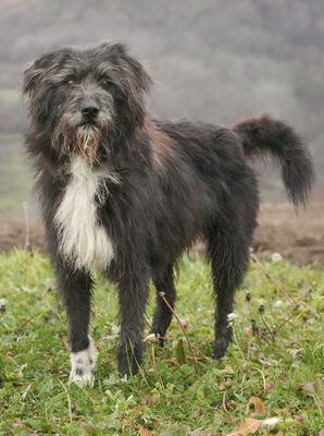 MILA - R E S E R V I E R T !!!!! freundlich, zugänglich, wird gern gestreichelt, aktiv, Mischling (Video auf HP) - Hündin