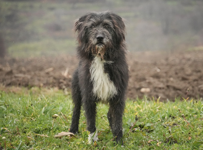 MILA - R E S E R V I E R T !!!!! freundlich, zugänglich, wird gern gestreichelt, aktiv, Mischling (Video auf HP) - Hündin