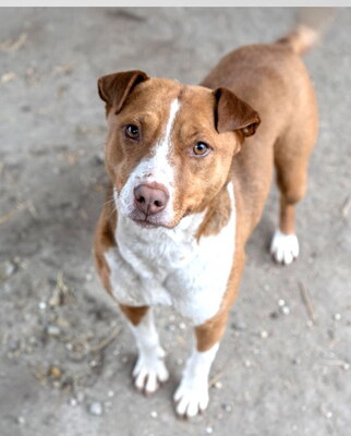 MILENA - sehr freundlich, verschmust, lebhaft, fröhlich, klug, anfangs etwas ängstlich