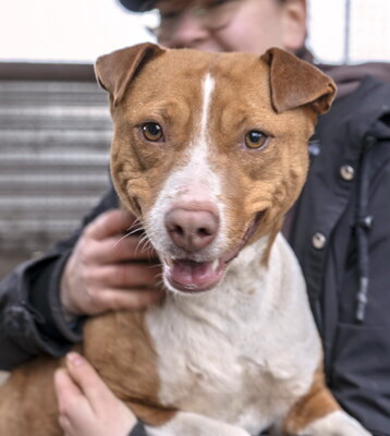 MILENA - sehr freundlich, verschmust, lebhaft, fröhlich, klug, anfangs etwas ängstlich, Mischling - Hündin