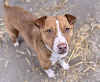 MILENA - sehr freundlich, verschmust, lebhaft, fröhlich, klug, anfangs etwas ängstlich, Mischling - Hündin