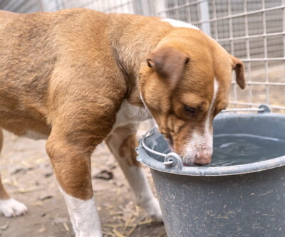 MILENA - sehr freundlich, verschmust, lebhaft, fröhlich, klug, anfangs etwas ängstlich, Mischling - Hündin