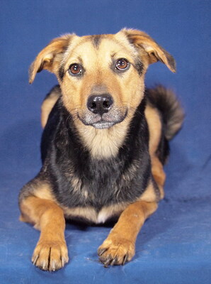 MILJA - R E S E R V I E R T !!!!! sanft und freundlich, sehr anhänglich, aufgeweckt, lebhaft, anfangs schüchtern, Mischling (Video auf HP) - Hündin