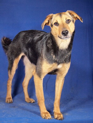 MILJA - R E S E R V I E R T !!!!! sanft und freundlich, sehr anhänglich, aufgeweckt, lebhaft, anfangs schüchtern, Mischling (Video auf HP) - Hündin