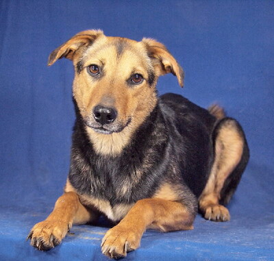 MILJA - R E S E R V I E R T !!!!! sanft und freundlich, sehr anhänglich, aufgeweckt, lebhaft, anfangs schüchtern, Mischling (Video auf HP) - Hündin