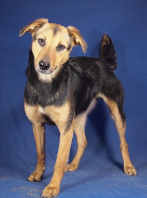 MILJA - R E S E R V I E R T !!!!! sanft und freundlich, sehr anhänglich, aufgeweckt, lebhaft, anfangs schüchtern, Mischling (Video auf HP) - Hündin