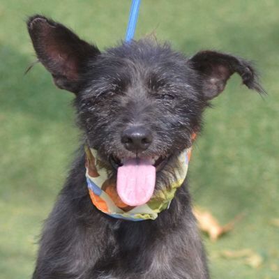 MILO - Linares, Schnauzermischling - kastriert - Rüde