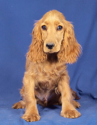 MILTON - R E S E R V I E R T !!!!! fröhlich, verschmust, lebhaft, verspielt, sehr gelehrig, katzenverträglich, anfangs schüchtern, Cocker Spaniel Welpen - Rüde