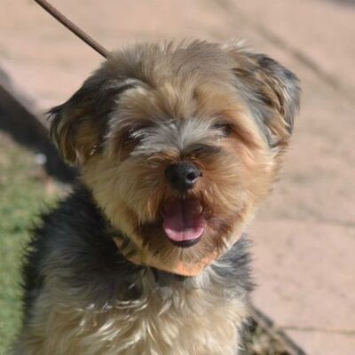 MILVA - Linares, Yorkshire-Terrier - kastriert - Hündin