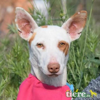 MINA - Ubeda, Podenco - kastriert - Hündin