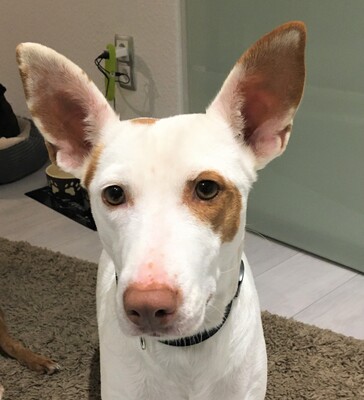 MINA - Ubeda, Podenco - kastriert - Hündin