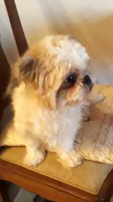 MINDY, Shih Tzu Mischling - Hündin