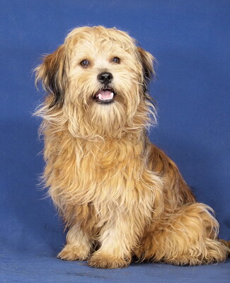 MINI - R E S E R V I E R T !!!!! bei fremden Menschen anfangs misstrauisch, könnte schnappen; nach kurzer Eingewöhnung anhänglich, gut gelaunt, freundlich, quirlig, Mischling - Hündin