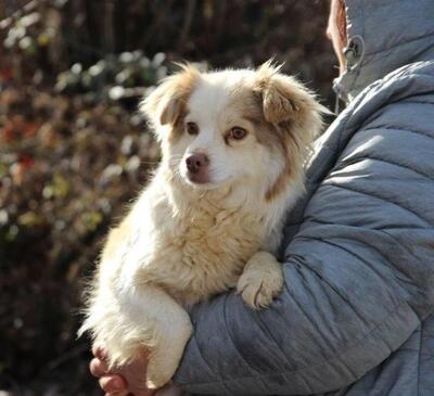 MINIMI, CavalierKingCharles-Chihuhahuamix - Hündin