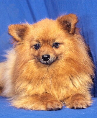 MINNIE - R E S E R V I E R T !!!!! sehr lieb, anhänglich, verschmust, gelehrig, anfangs schüchtern, Spitz - Hündin