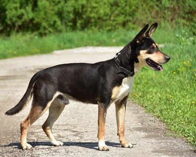 MIO, Mischling - Rüde