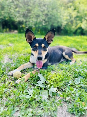 MIO, Mischling - Rüde