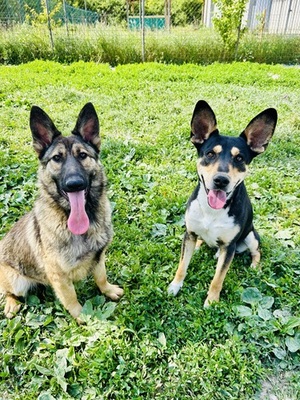 MIO, Mischling - Rüde
