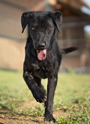 MIO - R E S E R V I E R T !!!!! liebt Menschen, besonders Kinder, sehr verschmust, bewegungsfreudig, verspielt, verträgt sich nicht mit Katzen