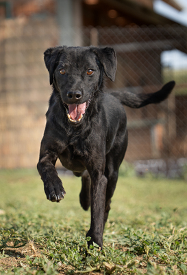 MIO - R E S E R V I E R T !!!!! liebt Menschen, besonders Kinder, sehr verschmust, bewegungsfreudig, verspielt, verträgt sich nicht mit Katzen, Mischling (Video-Link vorhanden) - Rüde
