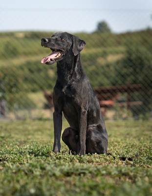 MIO - R E S E R V I E R T !!!!! liebt Menschen, besonders Kinder, sehr verschmust, bewegungsfreudig, verspielt, verträgt sich nicht mit Katzen, Mischling (Video-Link vorhanden) - Rüde